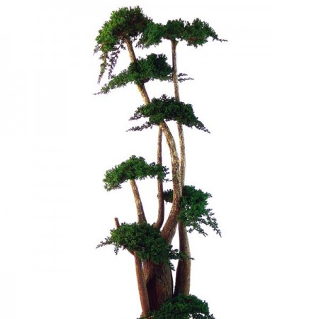 Дерево Бонсай Джумбо Фукука зеленый 160 см