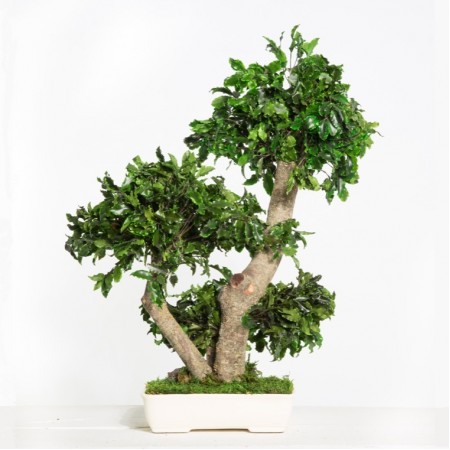 Дерево Бонсай Питоспорум зеленый 70 см