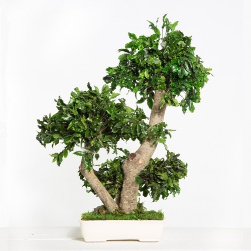 Дерево Бонсай Питоспорум зеленый 50 см