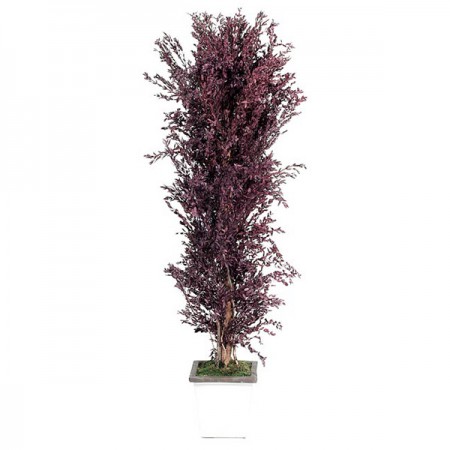 Дерево Парфаволия ветвистое кустообразное красный 180 см
