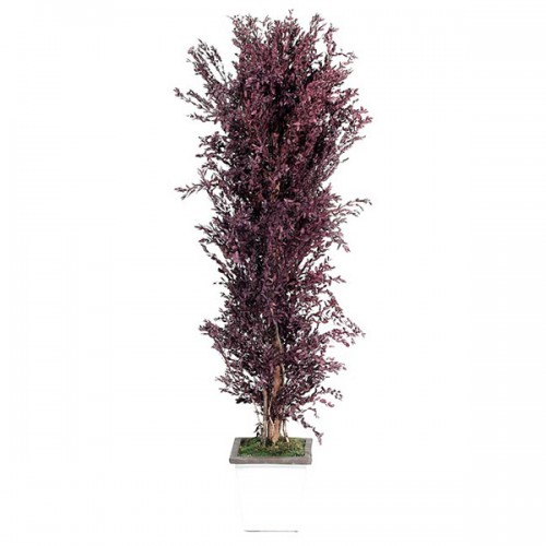Дерево Парфаволия ветвистое кустообразное красный 180 см