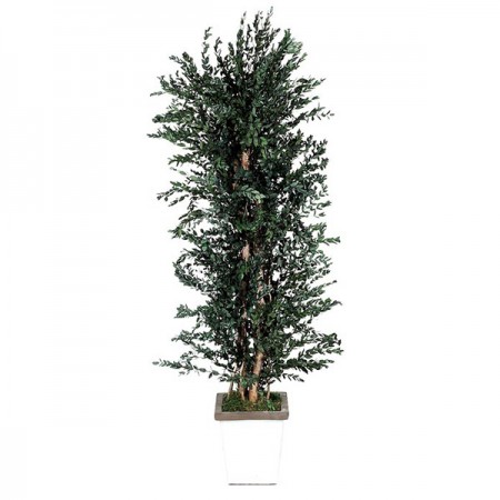 Дерево Парфаволия ветвистое кустообразное зеленый 180 см
