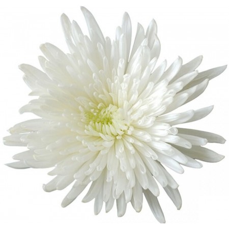 Хризантема цветок Анастасия белый