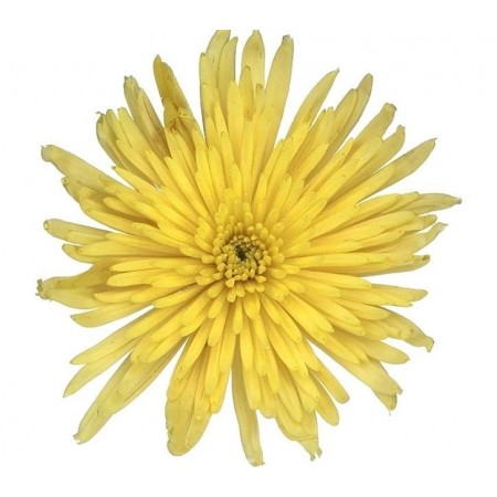 Хризантема цветок Анастасия желтый
