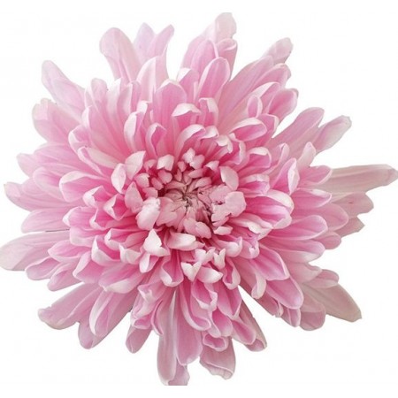 Хризантема цветок Анастасия розовый