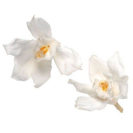 Орхидея Цимбидиум 4 гол белый