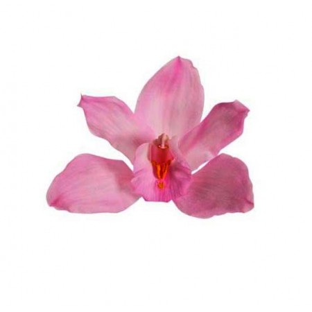 Орхидея Цимбидиум 4 гол розовый