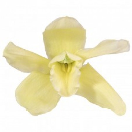 Орхидея Цимбидиум 4 гол зеленый