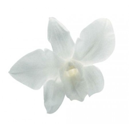Орхидея Дендробидиум 5 гол белый