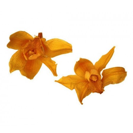 Орхидея Дендробидиум 5 гол желтый