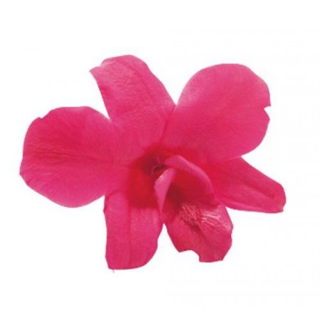 Орхидея Дендробидиум 5 гол розовый