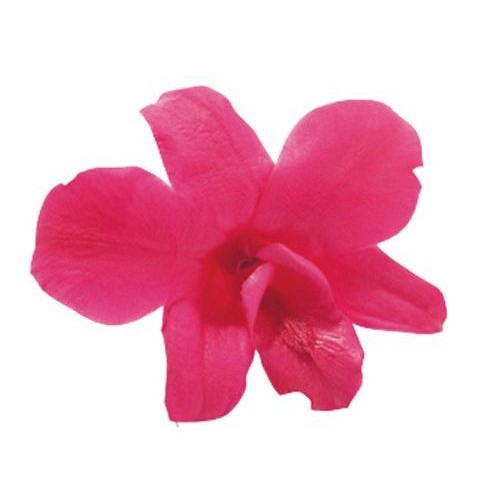 Орхидея Дендробидиум 5 гол розовый