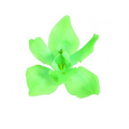 Орхидея Дендробидиум 5 гол зеленый