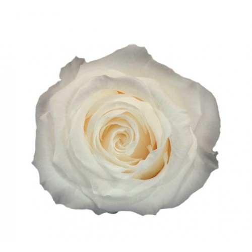 Роза экстра 6 гол белый 2000