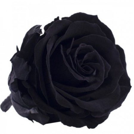 Роза экстра 6 гол черный 2990