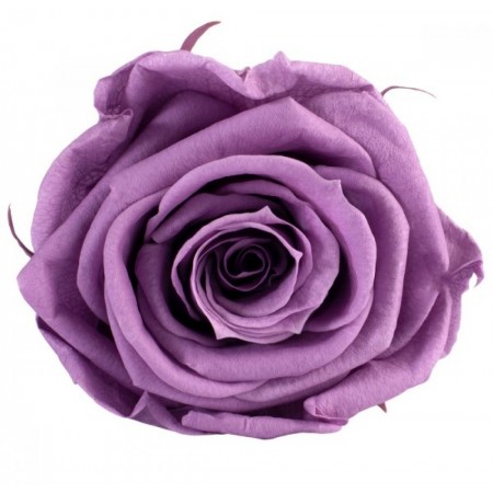 Роза экстра 6 гол фиолетовый 2830А