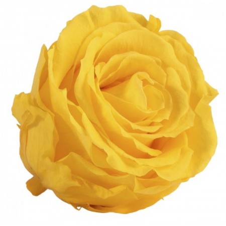 Роза экстра 6 гол желтый 2340