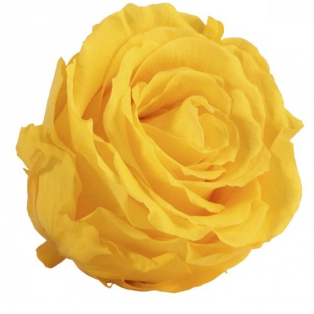 Роза экстра 6 гол желтый 2350