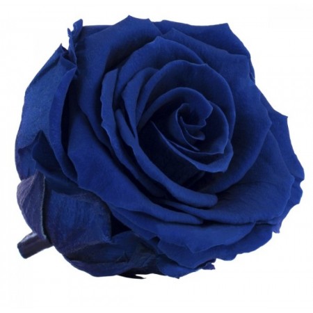 Роза экстра 6 гол голубой 2630
