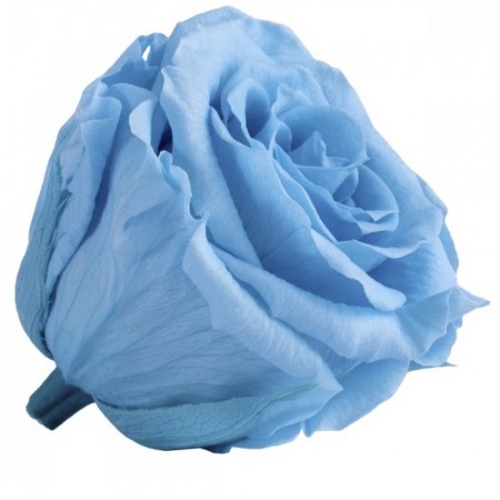 Роза экстра 6 гол голубой 2640