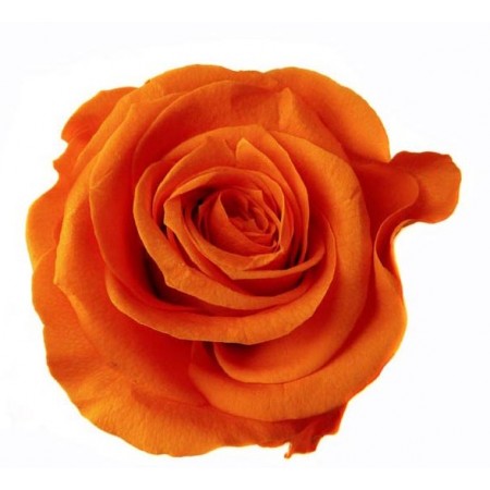 Роза экстра 6 гол оранжевый 2530