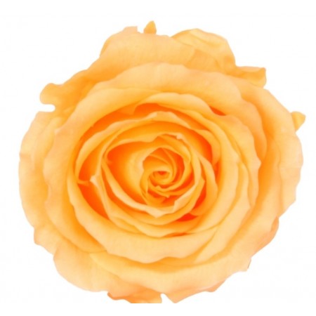 Роза экстра 6 гол персиковый 2550