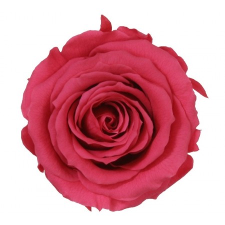 Роза экстра 6 гол розовый 2490
