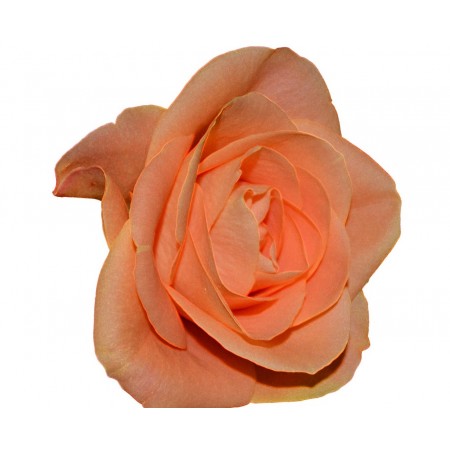 Роза экстра 6 гол розовый 2490А