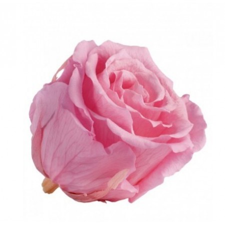 Роза экстра 6 гол нежный розовый 2470