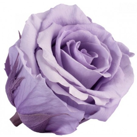 Роза экстра 6 гол фиолетовый 2830