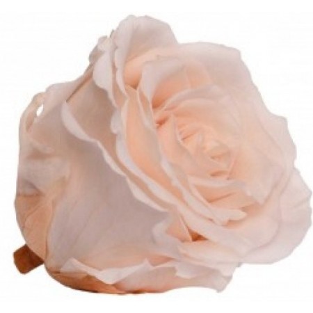 Роза экстра 6 гол винтажный розовый 2450А
