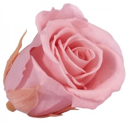 Роза экстра 6 гол винтажный розовый 2450