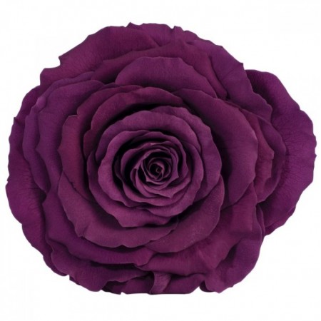 Роза король 1 гол фиолетовый 2840