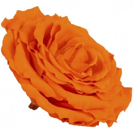 Роза король 1 гол оранжевый 2530