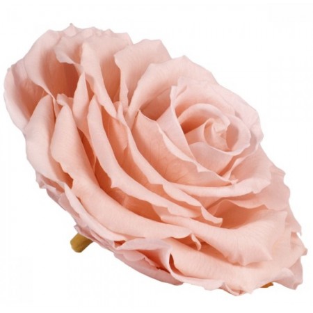 Роза король 1 гол розовый 2470