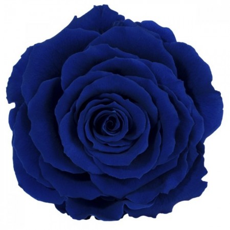 Роза король 1 гол синий 2630