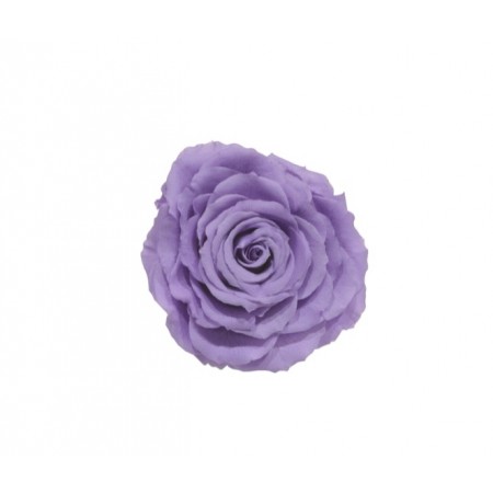 Роза король 1 гол фиолетовый 2830
