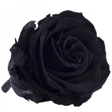 Роза медеа 8 гол черный 3990