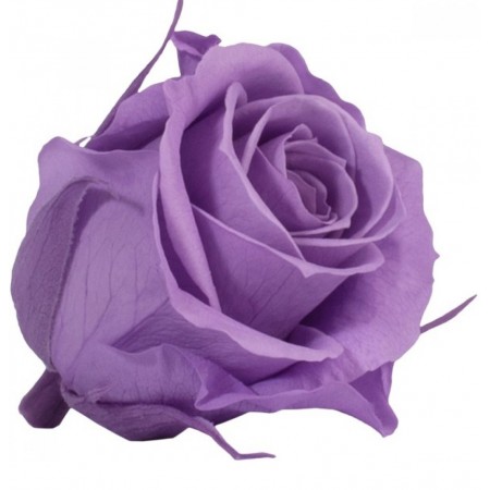 Роза медеа 8 гол фиолетовый 3830