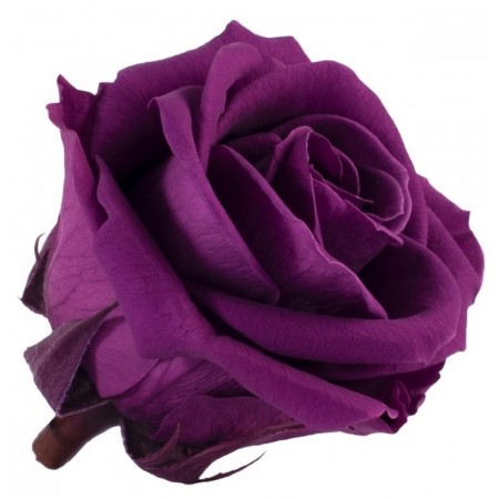 Роза медеа 8 гол фиолетовый 3840