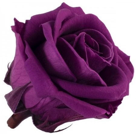 Роза медеа 8 гол фиолетовый византия 3710