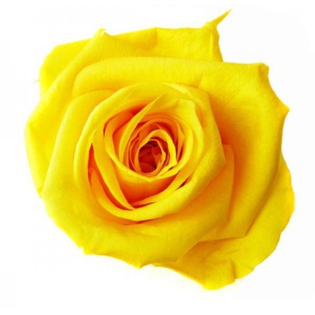 Роза медеа 8 гол желтый 3360