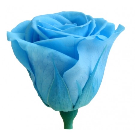 Роза медеа 8 гол голубой 3640