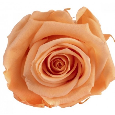 Роза медеа 8 гол персиковый 3550