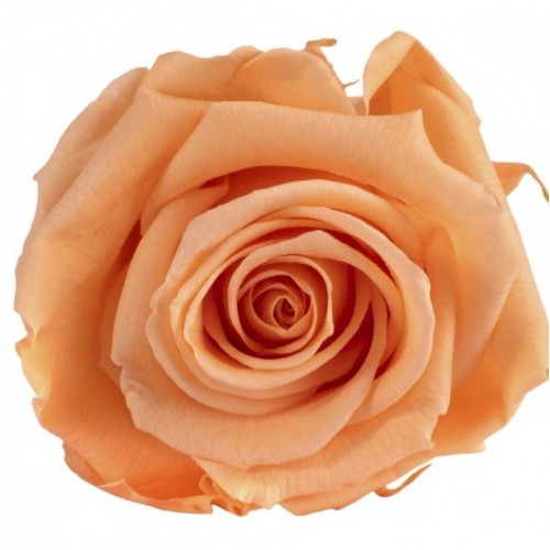 Роза медеа 8 гол персиковый 3550