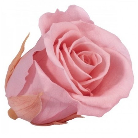 Роза медеа 8 гол розовый 3420