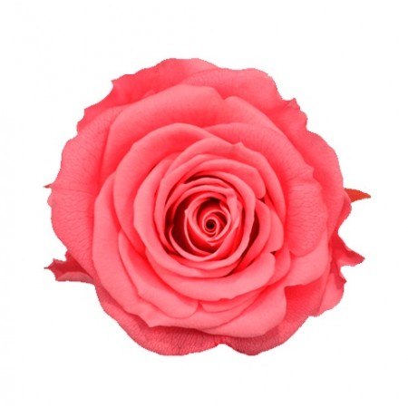 Роза медеа 8 гол розовый светлый 3470