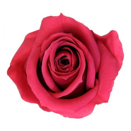 Роза медеа 8 гол розовый 3490