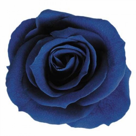 Роза медеа 8 гол голубой 3630