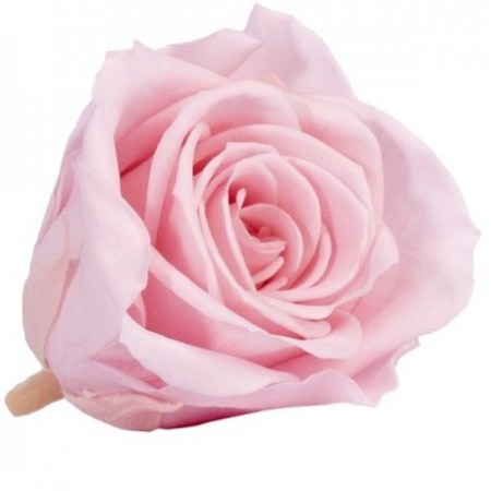 Роза медеа 8 гол винтажный розовый 3450